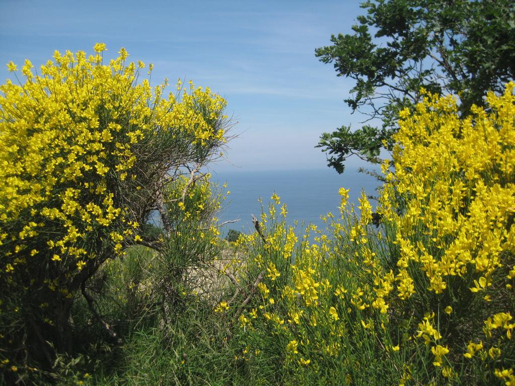 Da Lorella Ξενοδοχείο Gabicce Mare Εξωτερικό φωτογραφία